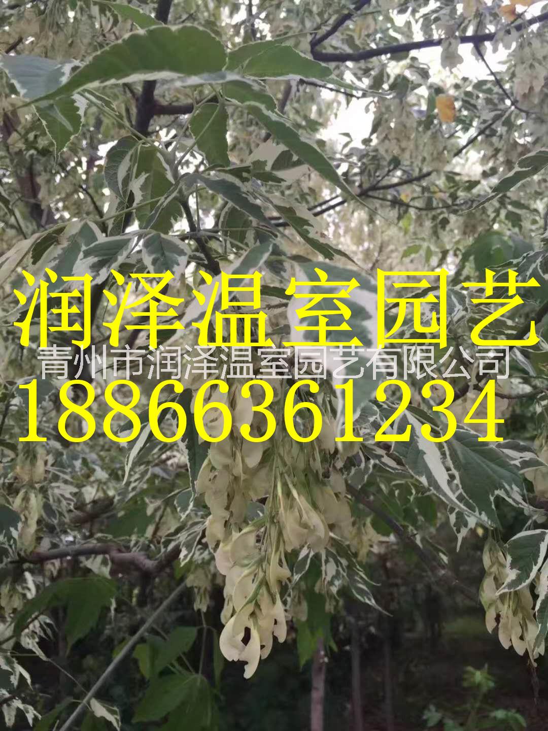 河北自由人槭基地圖片/河北自由人槭基地樣板圖 (3)