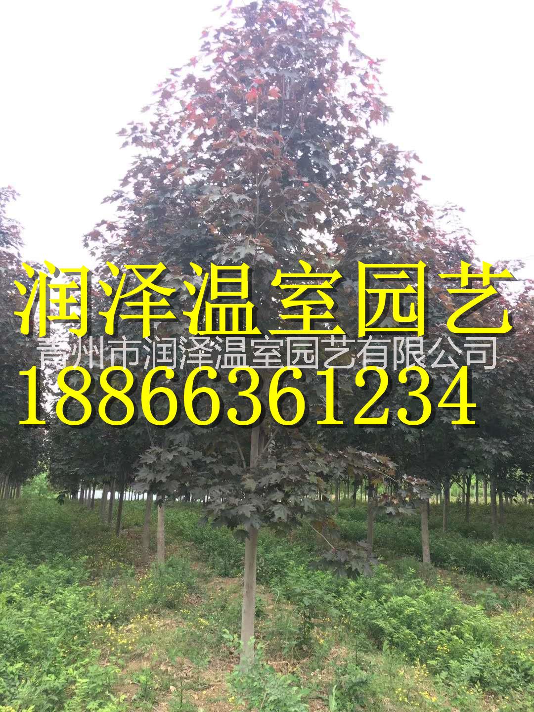 河北自由人槭基地圖片