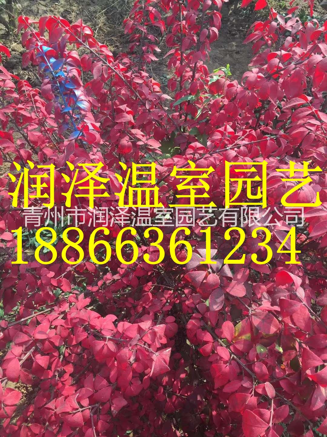 挪威槭圖片/挪威槭樣板圖 (3)