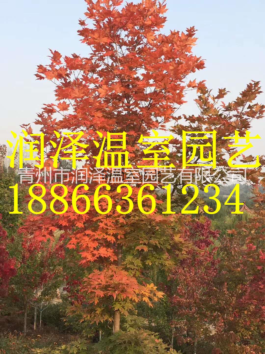 河北自由人槭基地圖片/河北自由人槭基地樣板圖 (2)