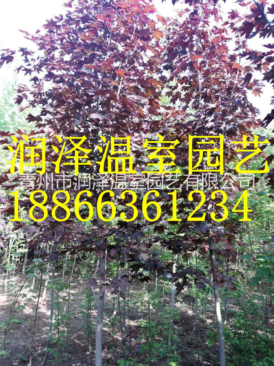紅楓樹苗圖片/紅楓樹苗樣板圖 (2)