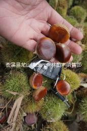 張家界板栗苗廠家直銷 優(yōu)質(zhì)板栗苗存活率高