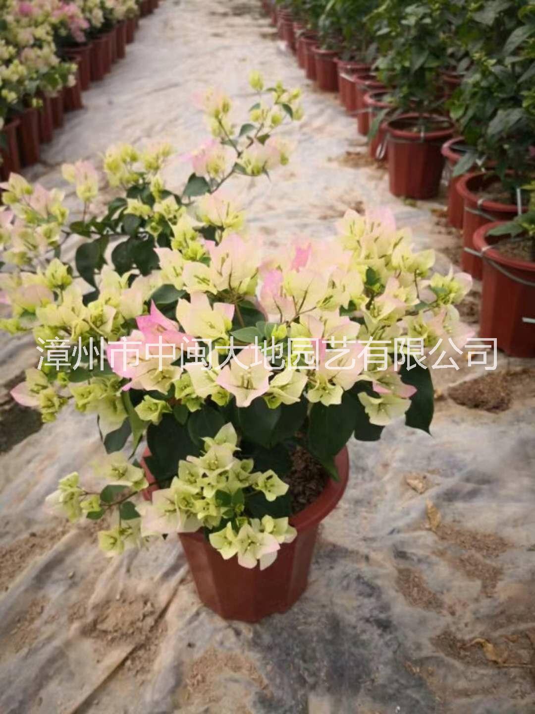 長(zhǎng)期供應(yīng)三角梅 三角梅供應(yīng)商圖片