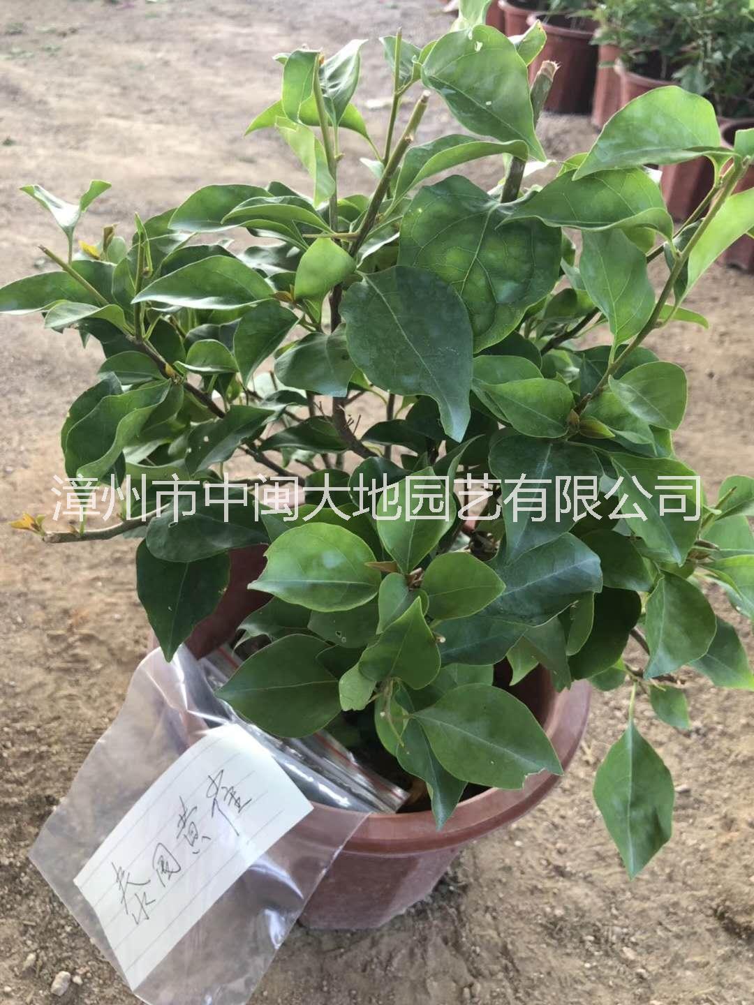 三角梅顏色 三角梅價(jià)格圖片/三角梅顏色 三角梅價(jià)格樣板圖 (4)
