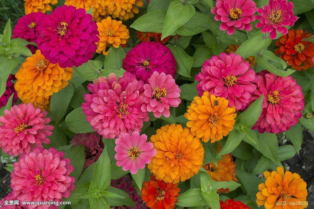 節(jié)日常用花卉，十一租擺花卉造型設(shè)計施工【茗茜花卉】