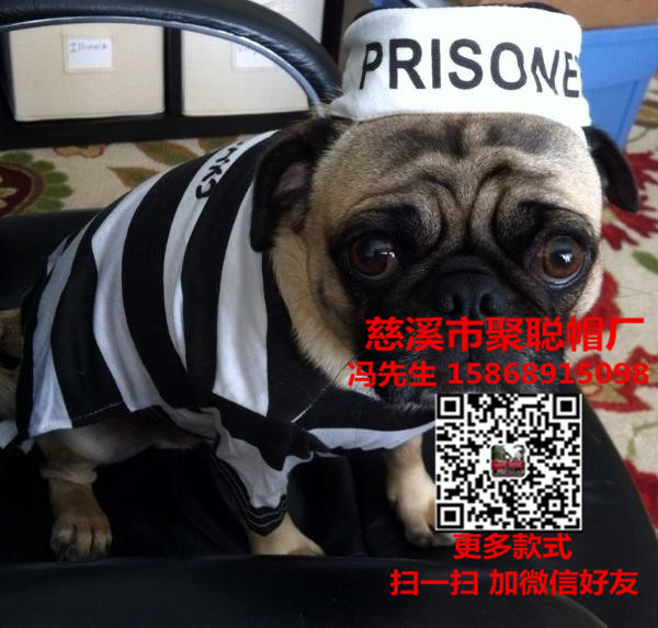 寵物用品寵物圖片/寵物用品寵物樣板圖 (2)