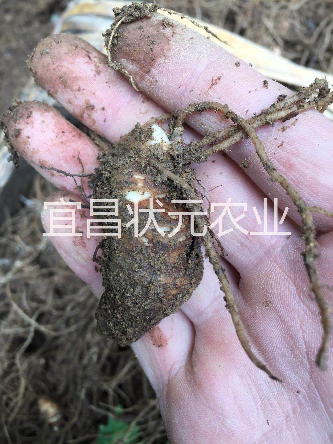 重樓/野生重樓圖片/重樓/野生重樓樣板圖 (4)