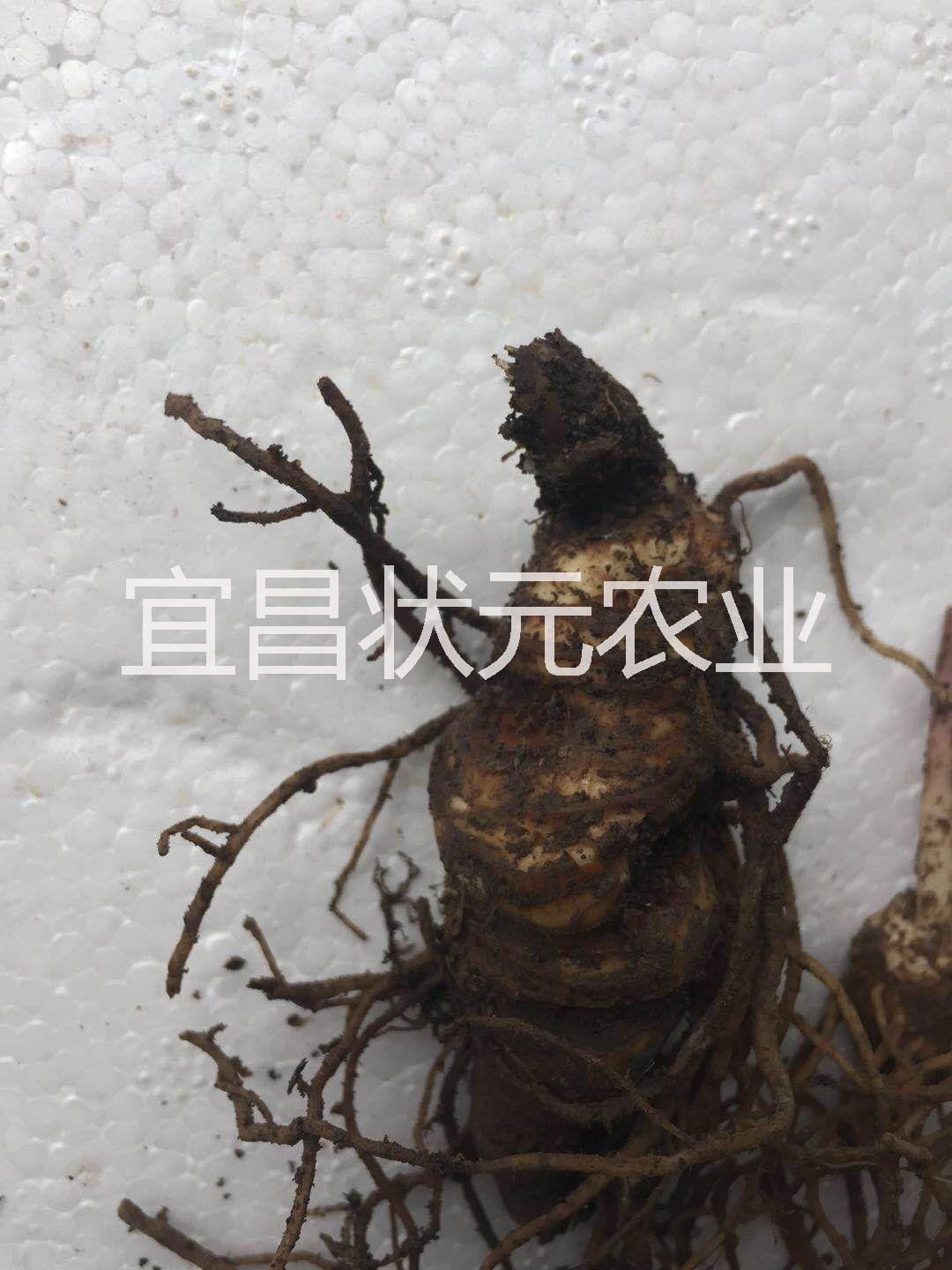 重樓/野生重樓圖片/重樓/野生重樓樣板圖 (1)