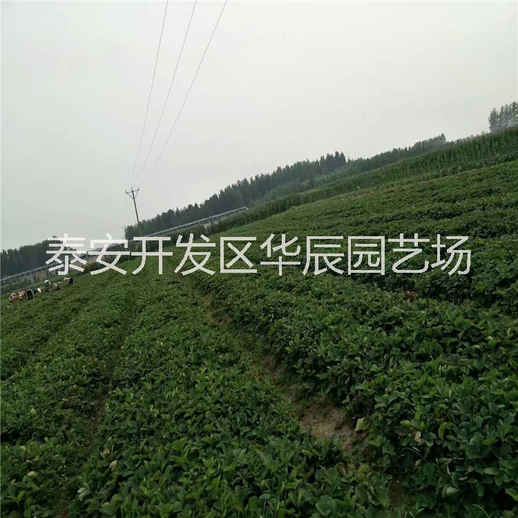 华辰园艺场甜宝草莓苗基地批发 甜宝草莓苗 章姬鲁旺红颜甜宝草莓苗价格 草莓苗种植技术图片