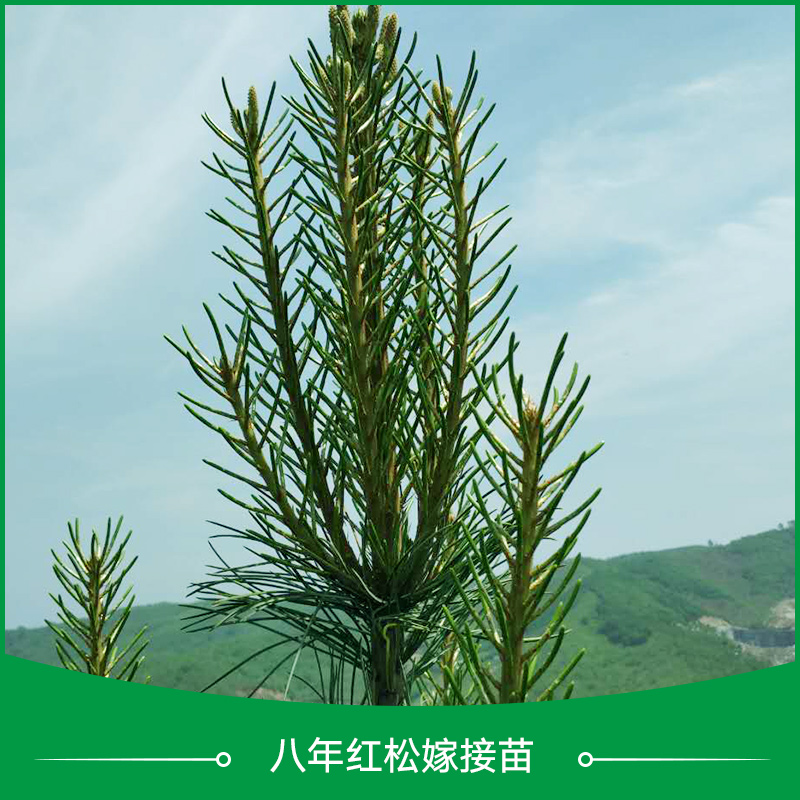 紅松大苗批發(fā)圖片