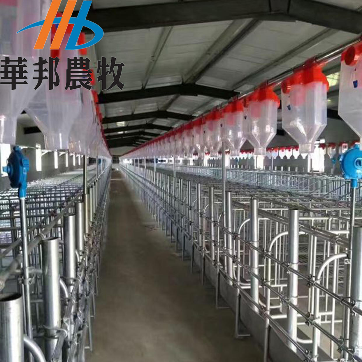 肉雞雞籠圖片/肉雞雞籠樣板圖 (3)