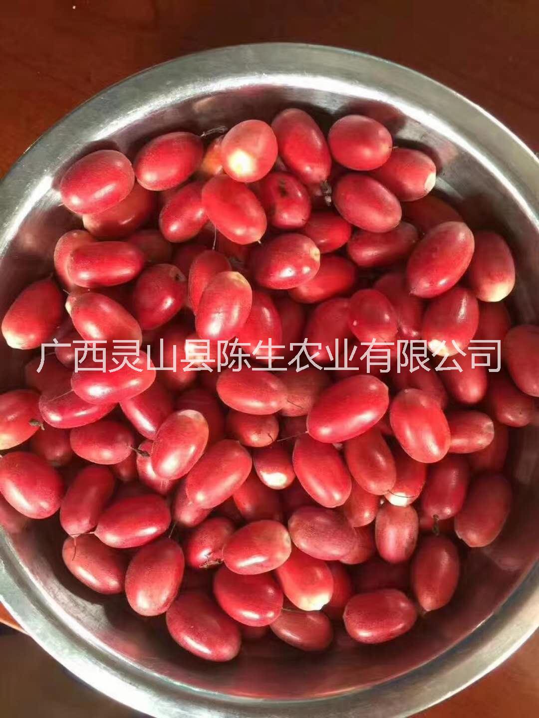 果苗圖片/果苗樣板圖 (1)