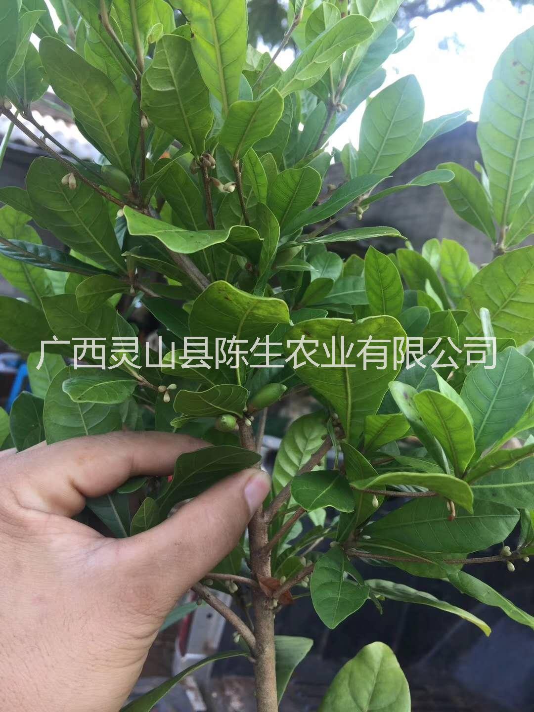 果苗圖片/果苗樣板圖 (3)