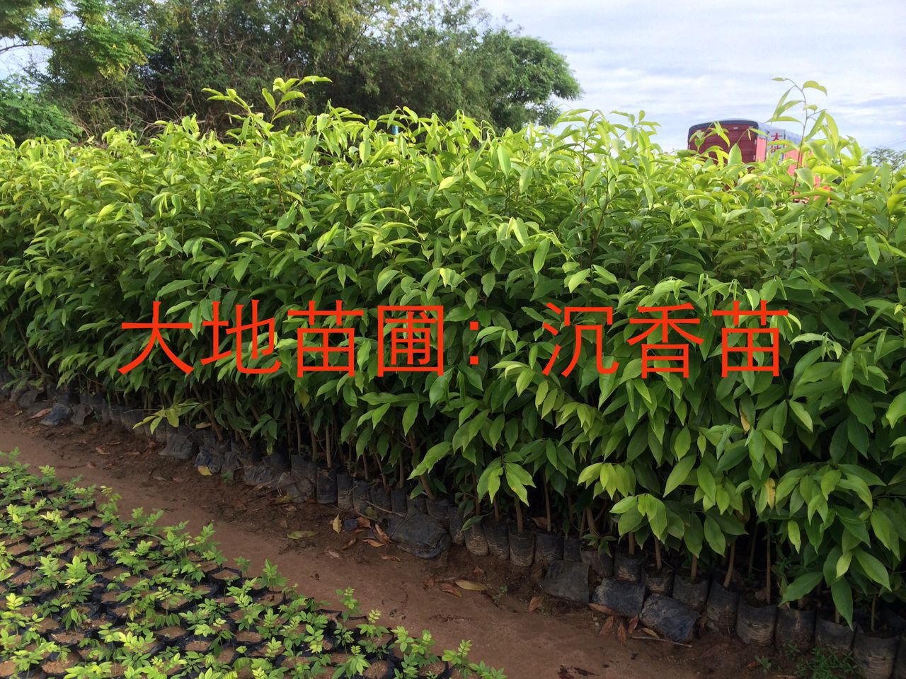 福建沉香圖片/福建沉香樣板圖 (4)