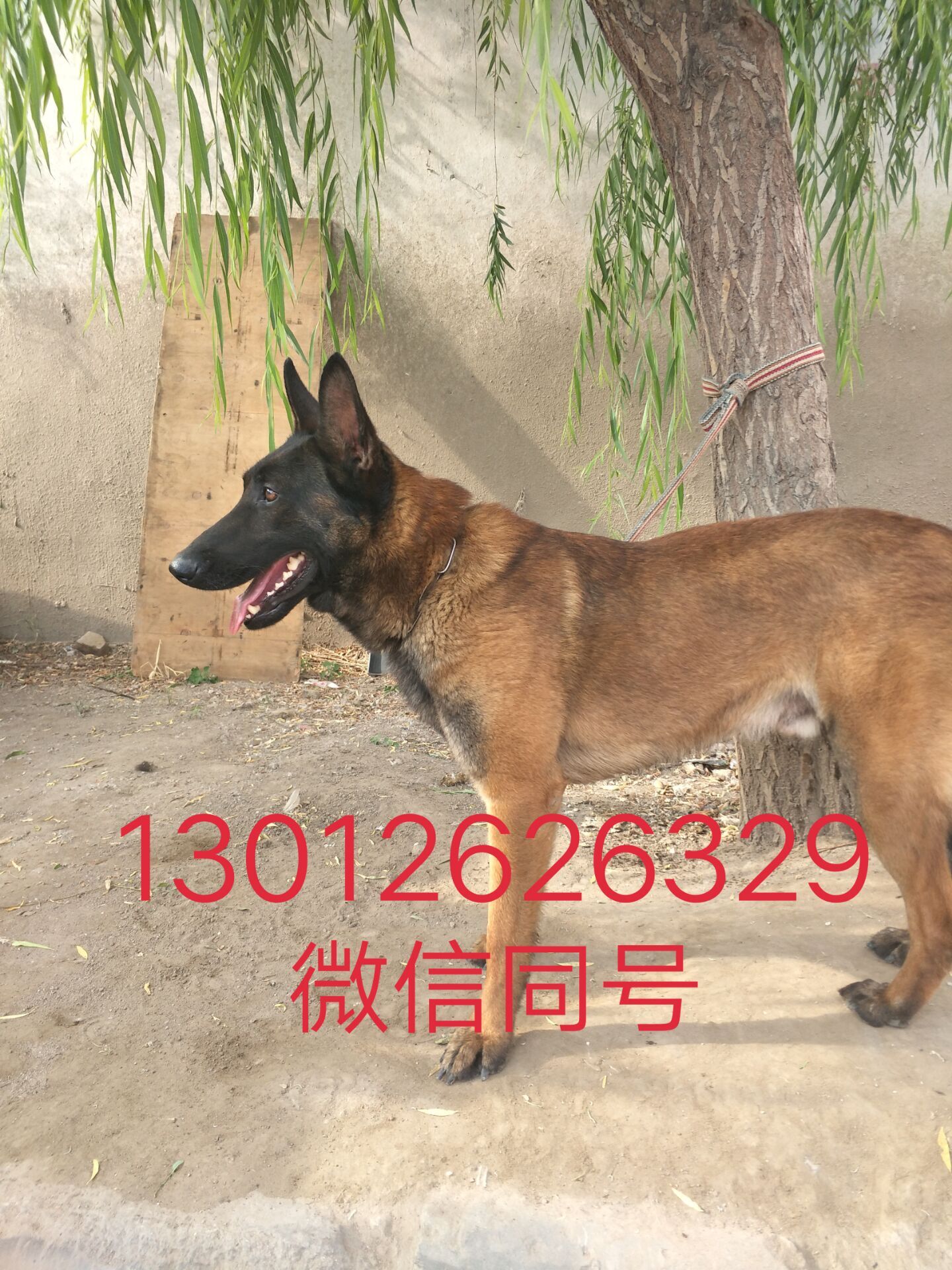 廣西馬犬圖片