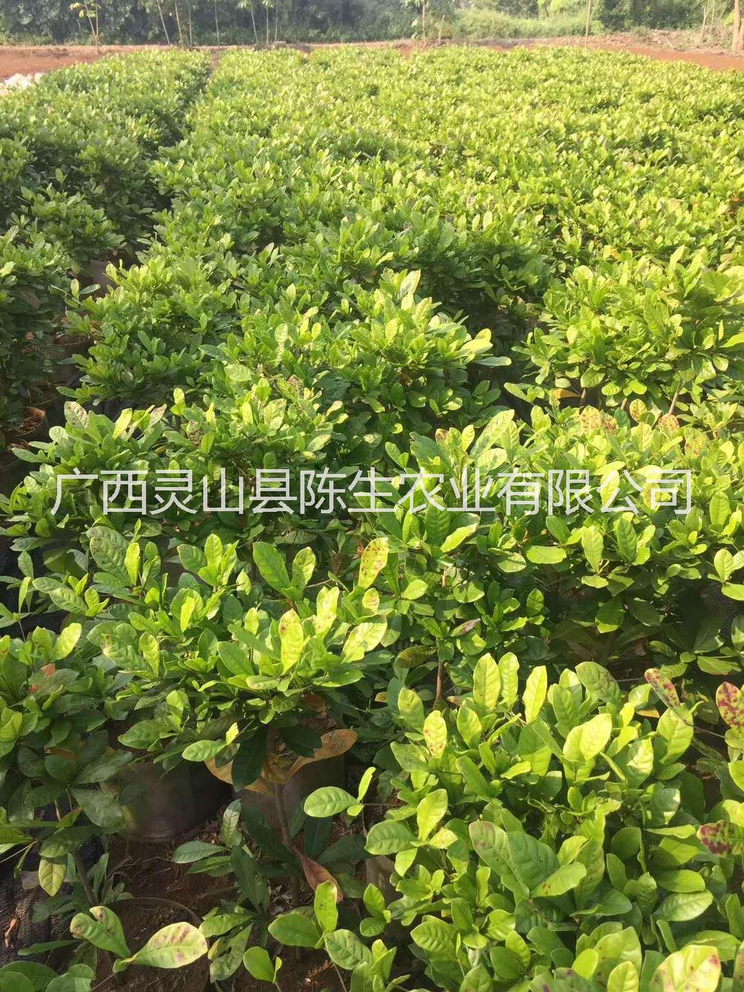 果苗圖片/果苗樣板圖 (2)