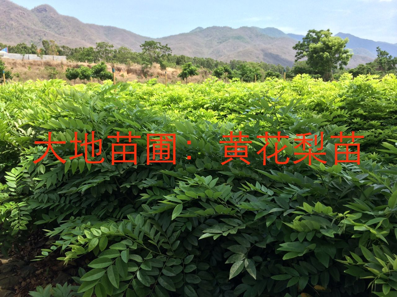 黃花梨樹苗圖片/黃花梨樹苗樣板圖 (3)