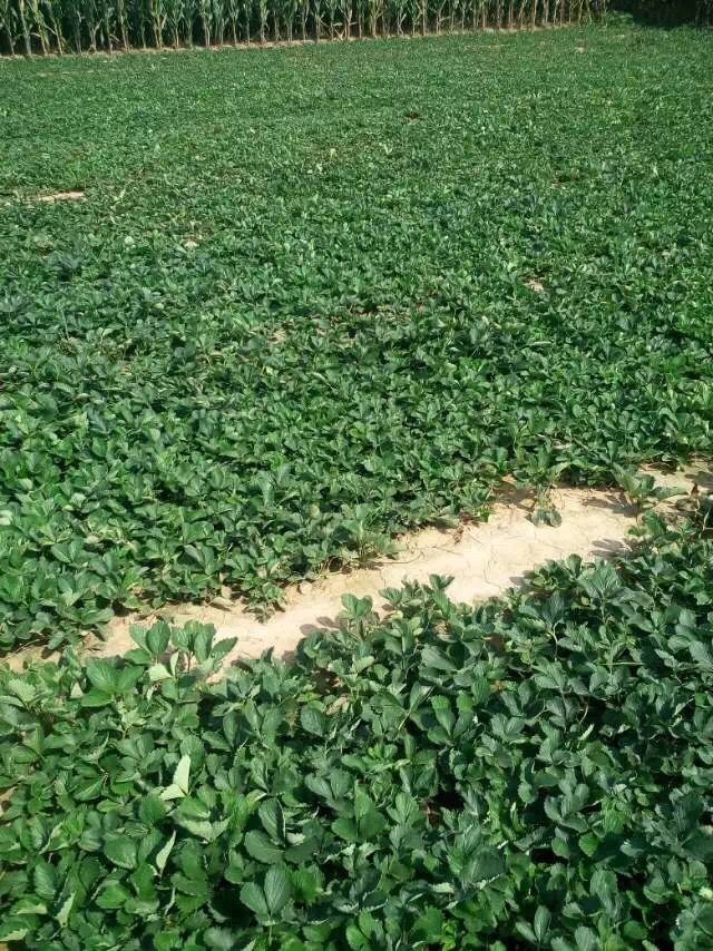 全明星草莓苗圖片/全明星草莓苗樣板圖 (4)