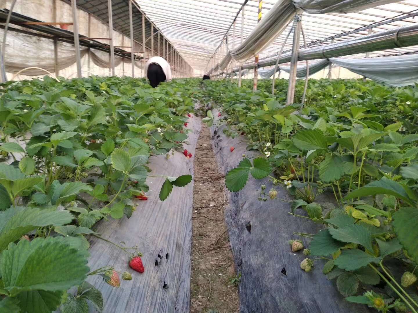 草莓苗圖片/草莓苗樣板圖 (3)