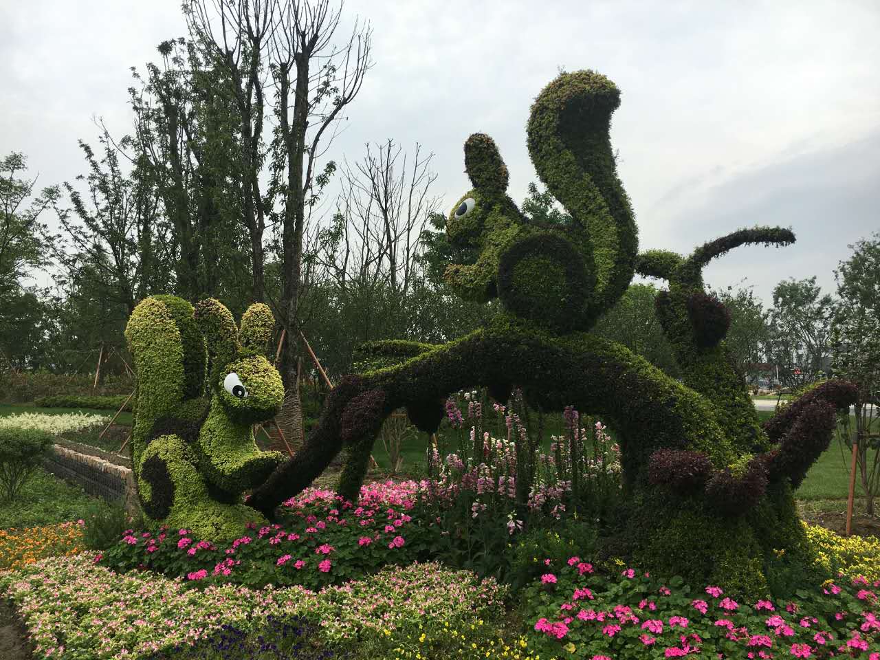 五色草圖片/五色草樣板圖 (2)