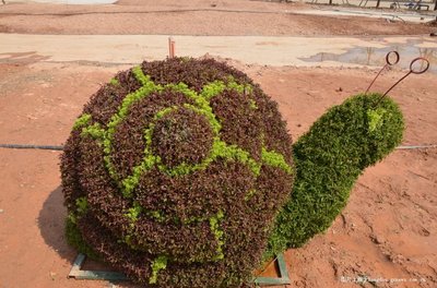 五色草圖片/五色草樣板圖 (1)