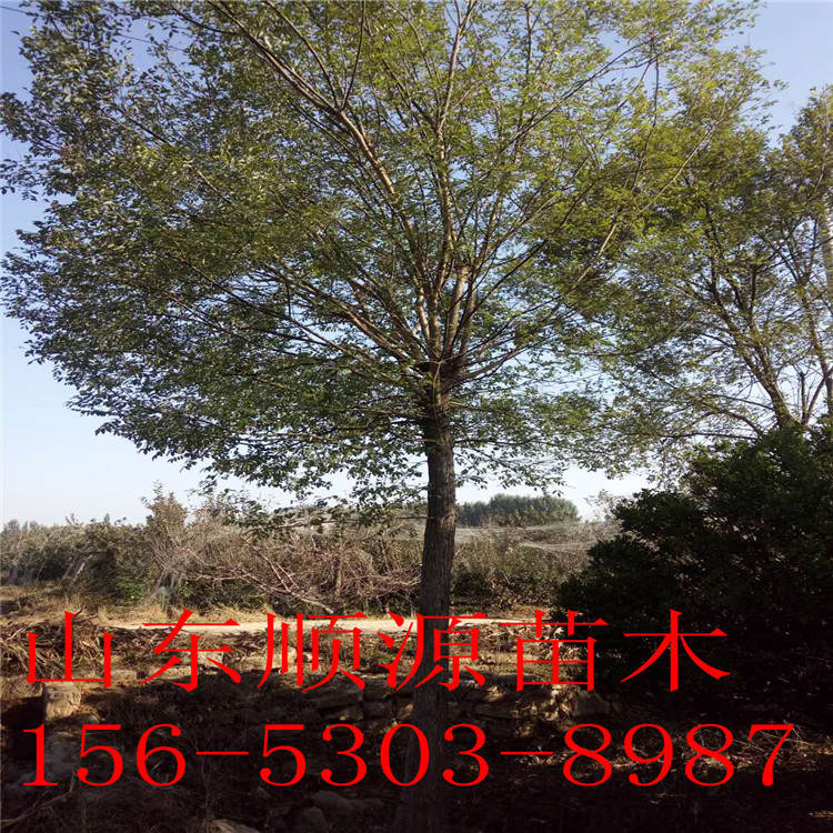 白蠟價(jià)格圖片/白蠟價(jià)格樣板圖 (2)