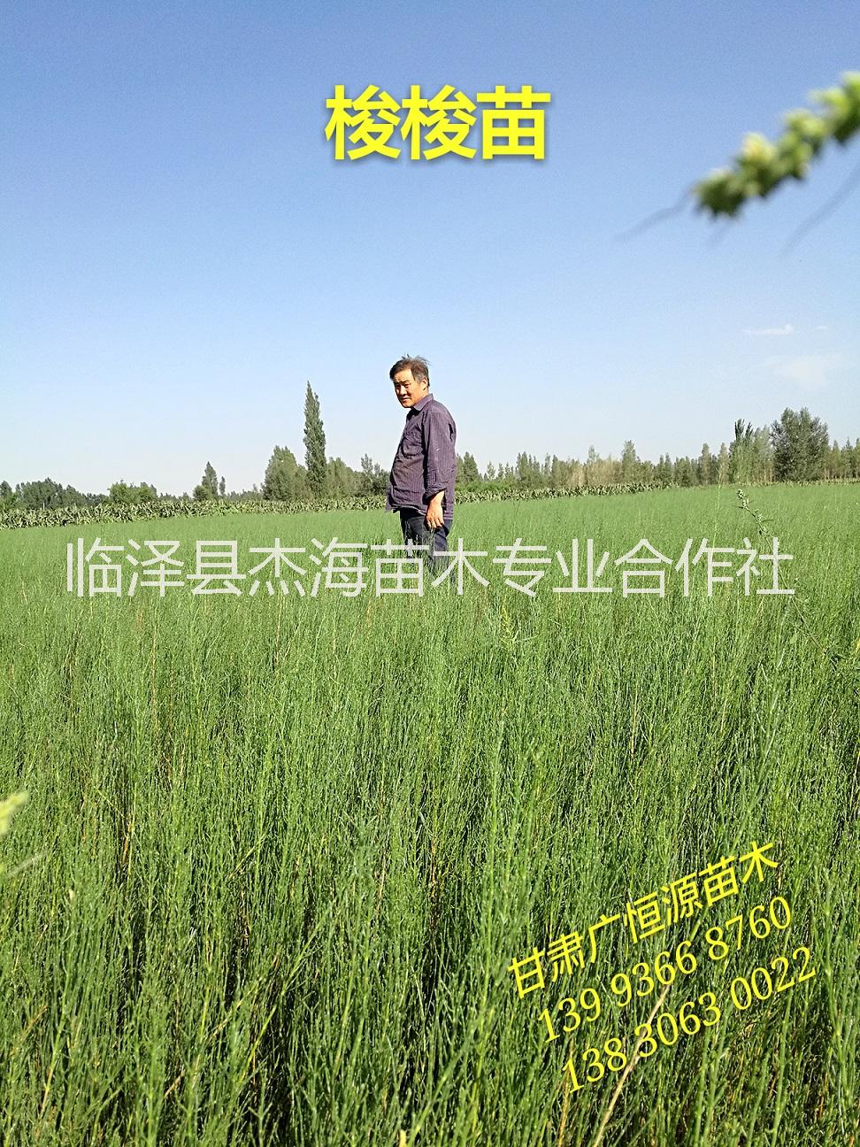 供應一年生梭梭苗|30公分以上梭梭價格