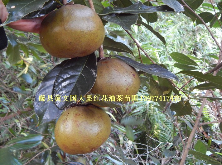 大果紅花油茶嫁接苗 大果紅花油茶嫁接苗樹苗 大果紅花油茶嫁接苗3年苗