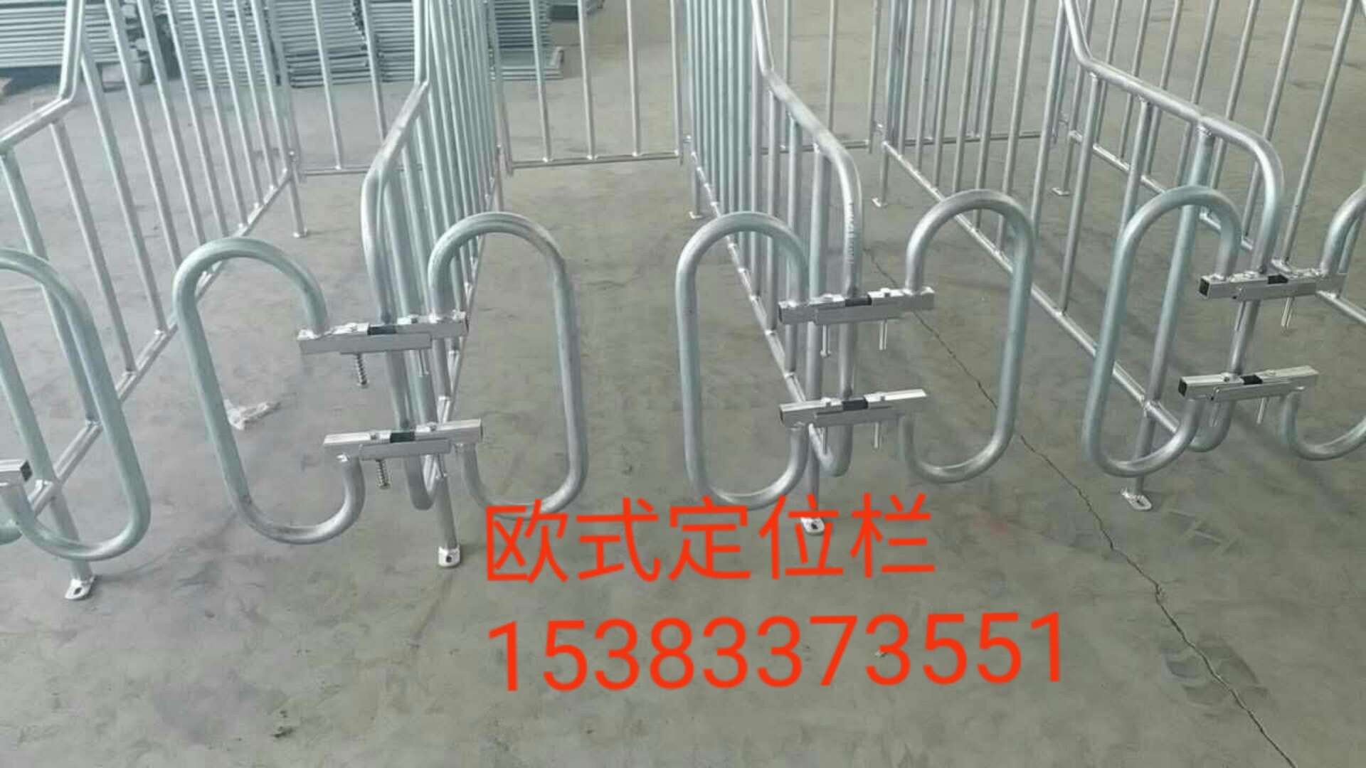 歐式定位欄全新養(yǎng)豬設(shè)備圖片圖片