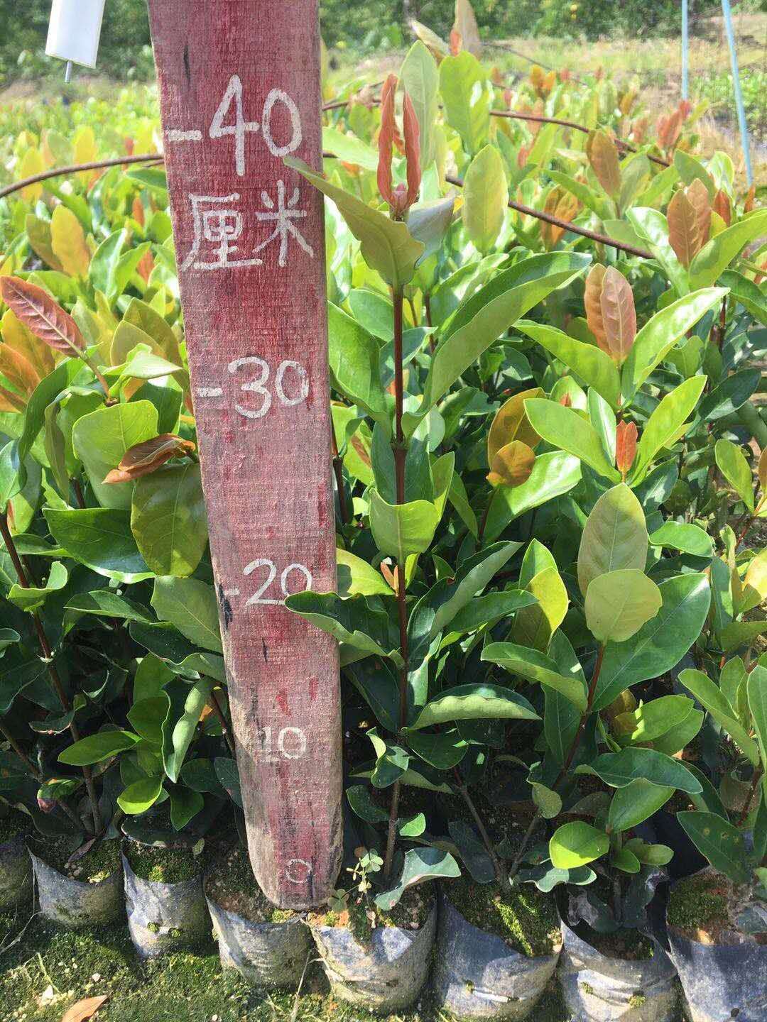 龍船花苗，大紅龍船花，樹狀龍船花圖片