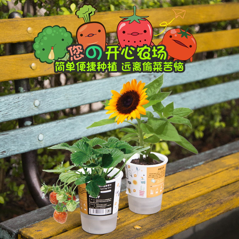 樂樂栽培果蔬小盆栽圖片/樂樂栽培果蔬小盆栽樣板圖 (1)