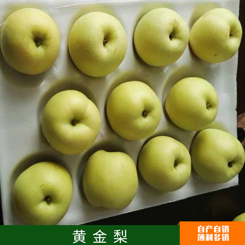 供應(yīng) 黃金梨圖片/供應(yīng) 黃金梨樣板圖 (2)