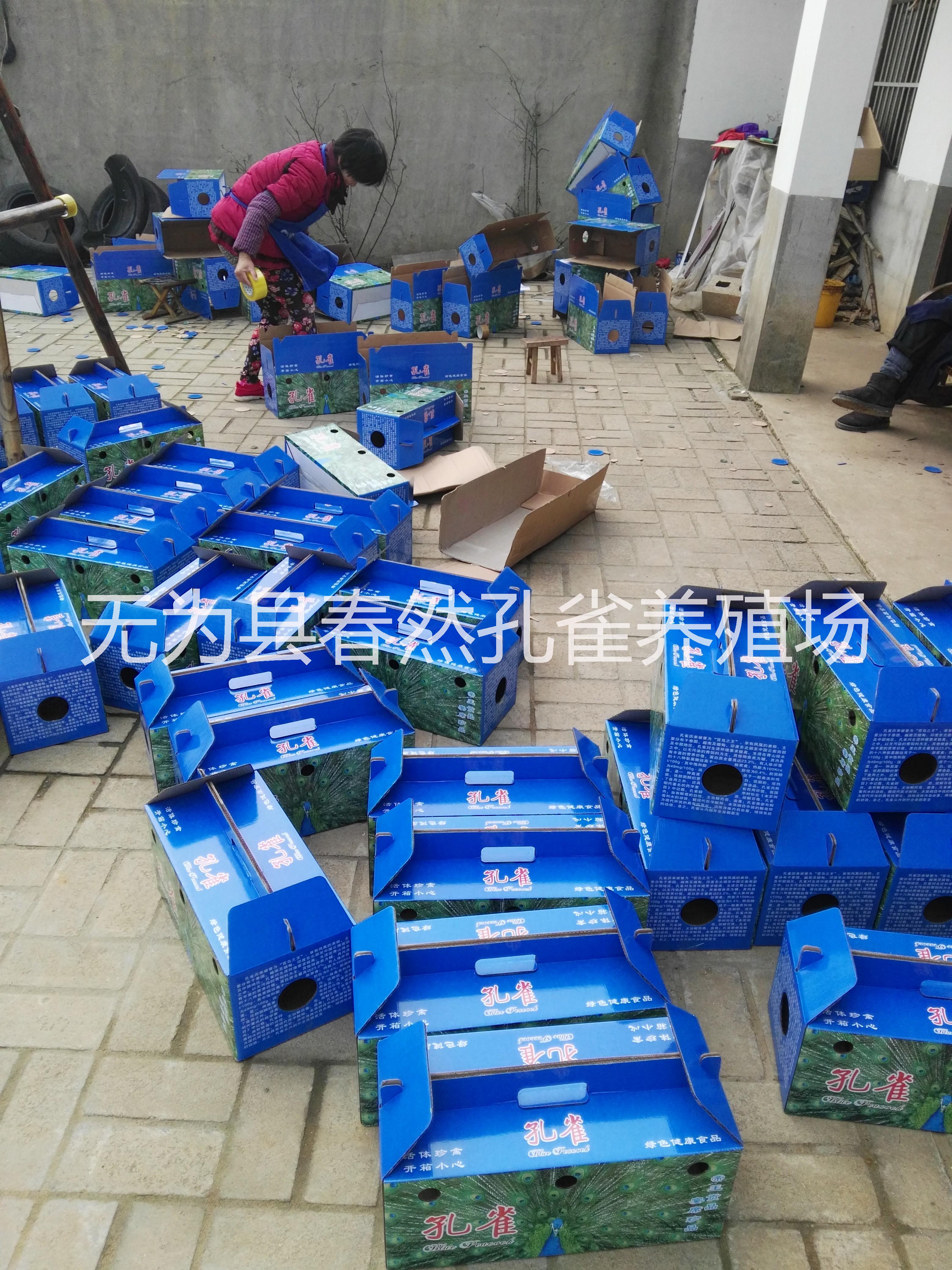 孔雀養(yǎng)殖基地圖片/孔雀養(yǎng)殖基地樣板圖 (3)