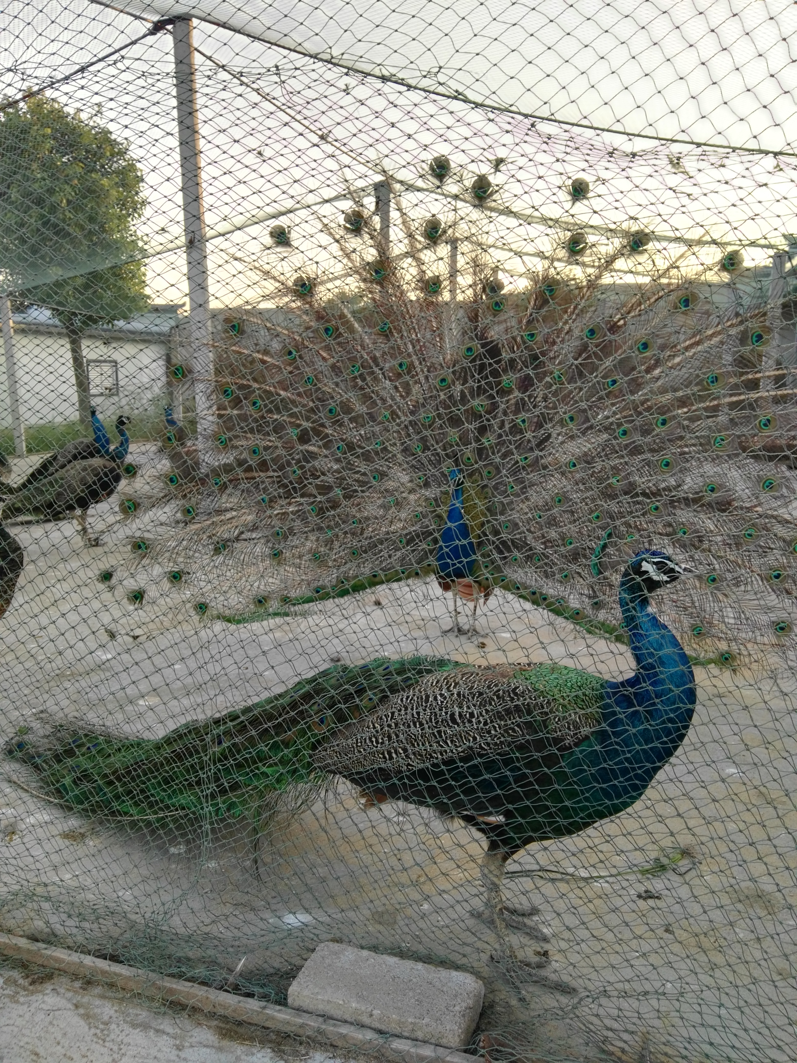 藍(lán)孔雀養(yǎng)殖基地圖片/藍(lán)孔雀養(yǎng)殖基地樣板圖 (2)