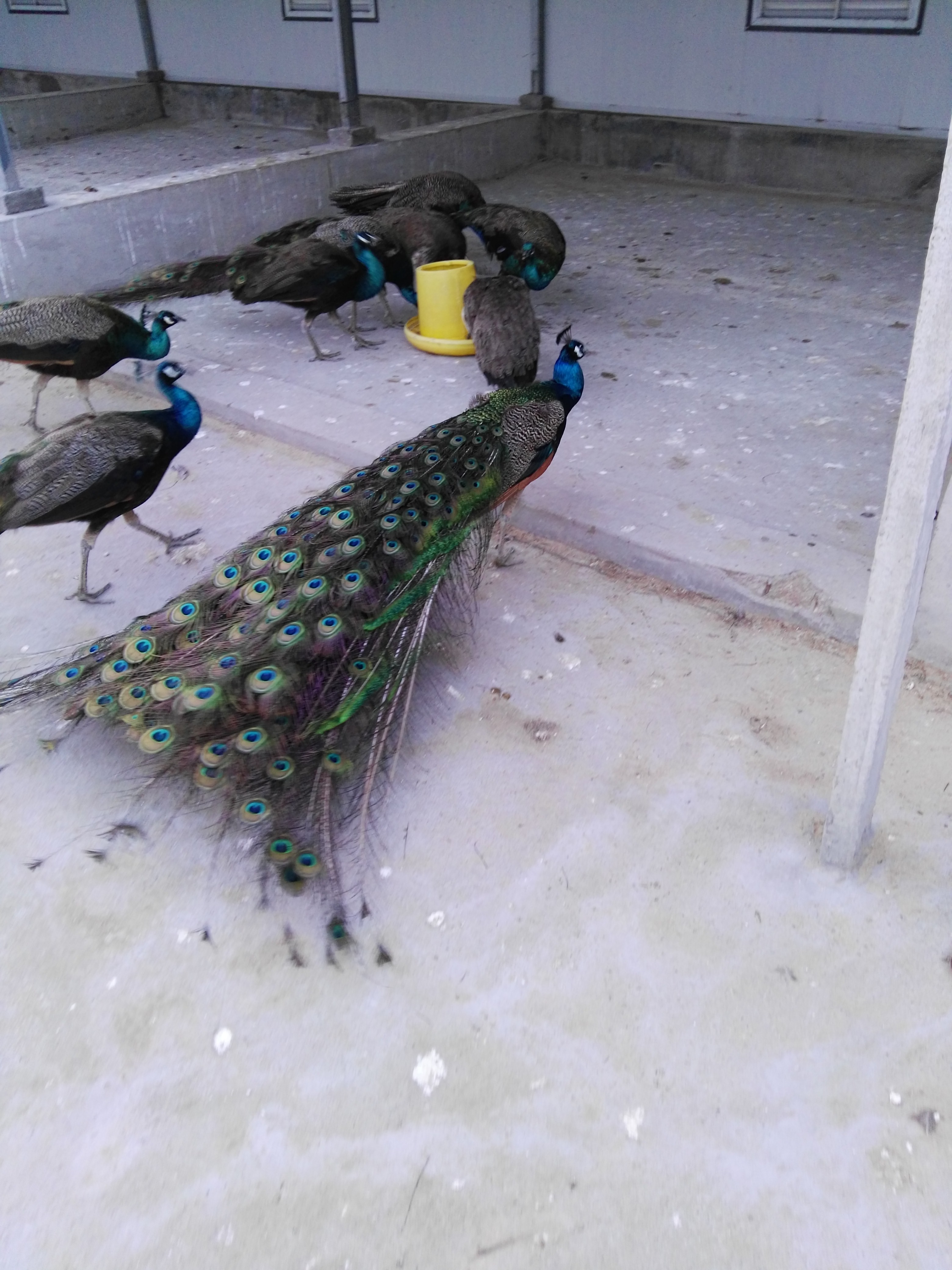 觀賞孔雀圖片/觀賞孔雀樣板圖 (2)