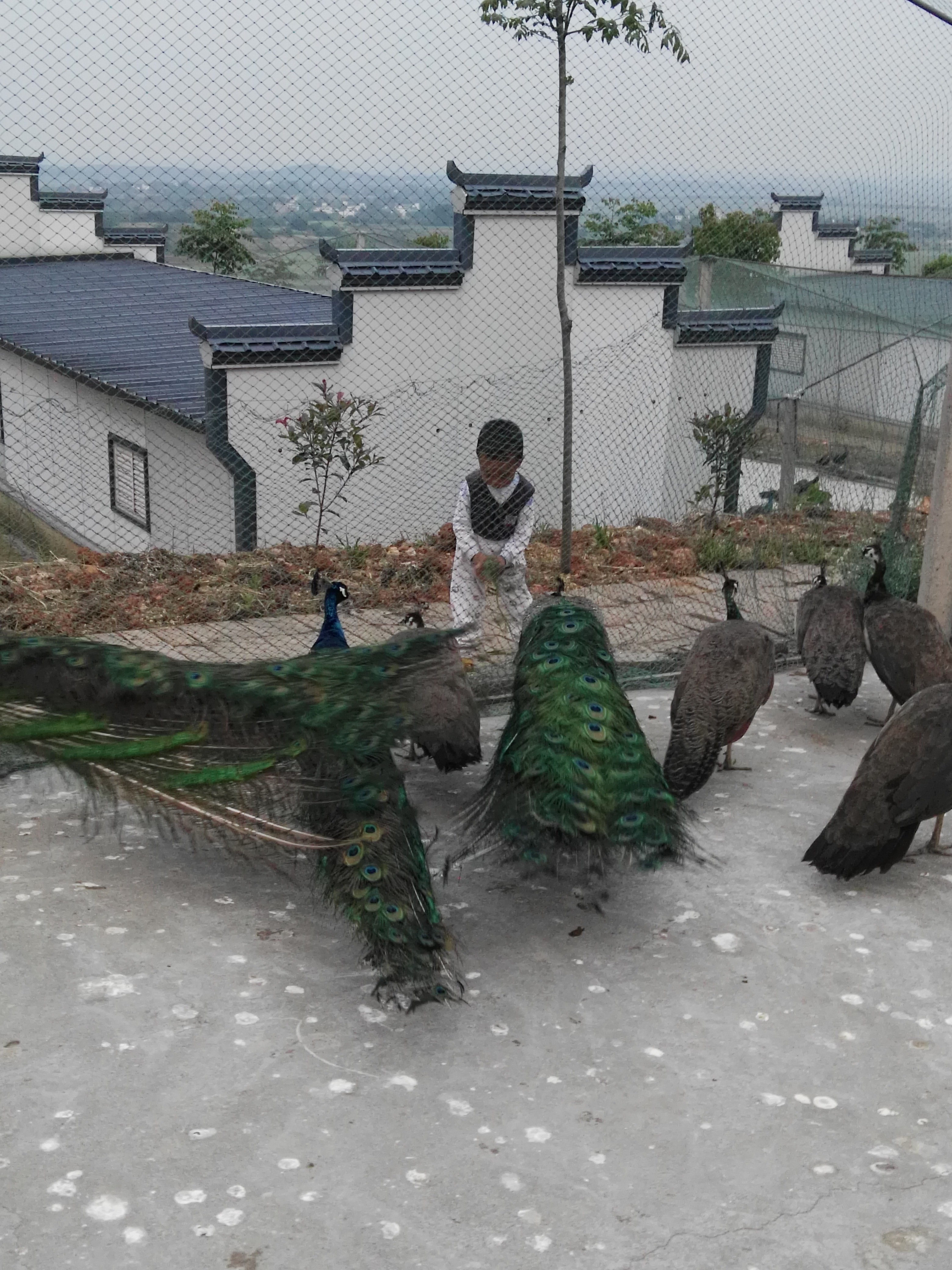 藍(lán)孔雀養(yǎng)殖基地圖片/藍(lán)孔雀養(yǎng)殖基地樣板圖 (3)