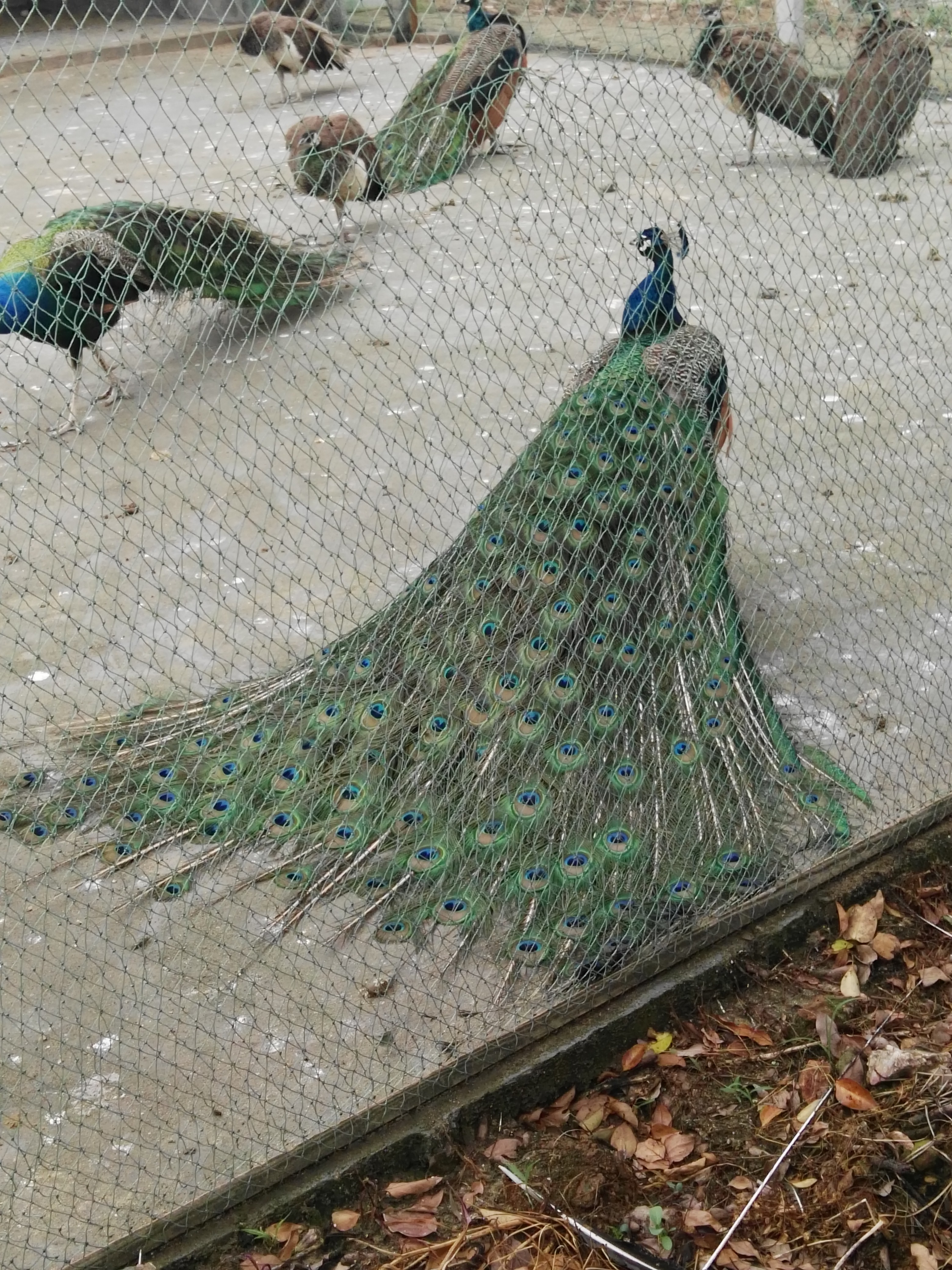 ?？兹葛B(yǎng)殖基地供應(yīng)全國市場孔雀圖片