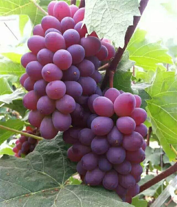 巨玫瑰葡萄苗圖片/巨玫瑰葡萄苗樣板圖 (3)