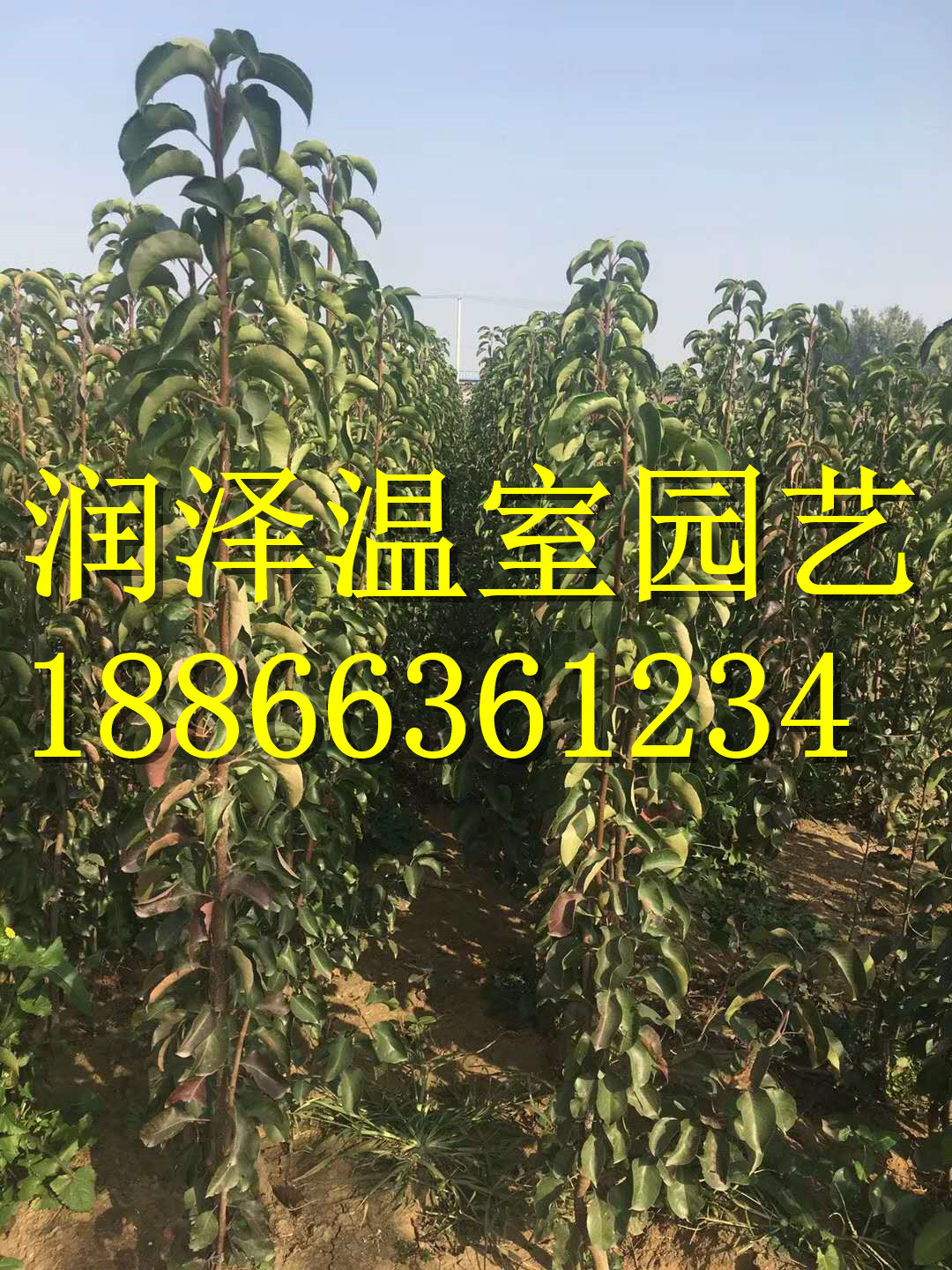 木丁香圖片/木丁香樣板圖 (3)