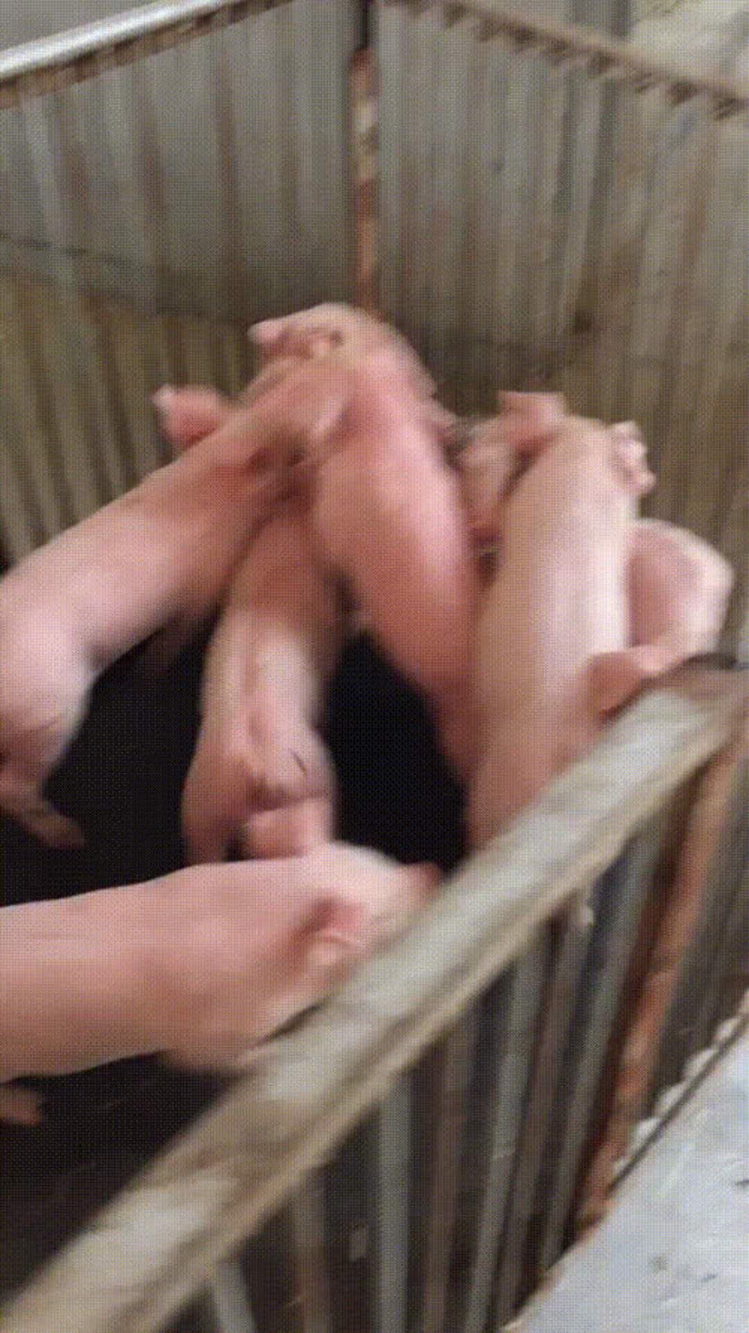 三元仔豬圖片/三元仔豬樣板圖 (1)