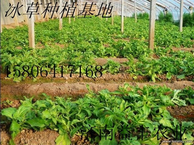 保健蔬菜 非洲冰草种子