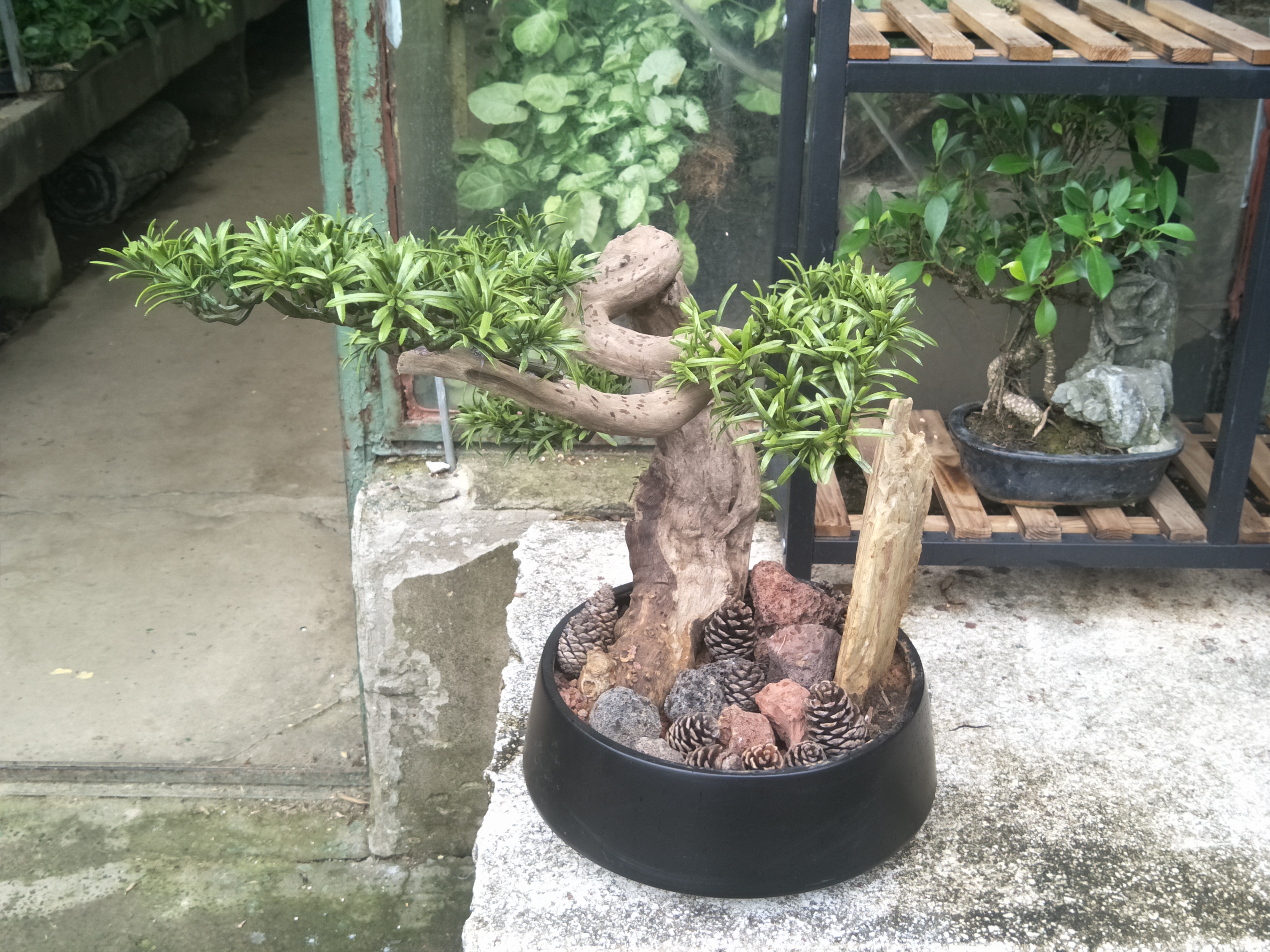 仿真盆景圖片/仿真盆景樣板圖 (2)