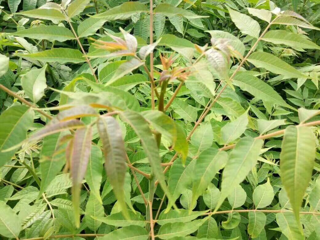 香椿品種圖片/香椿品種樣板圖 (1)