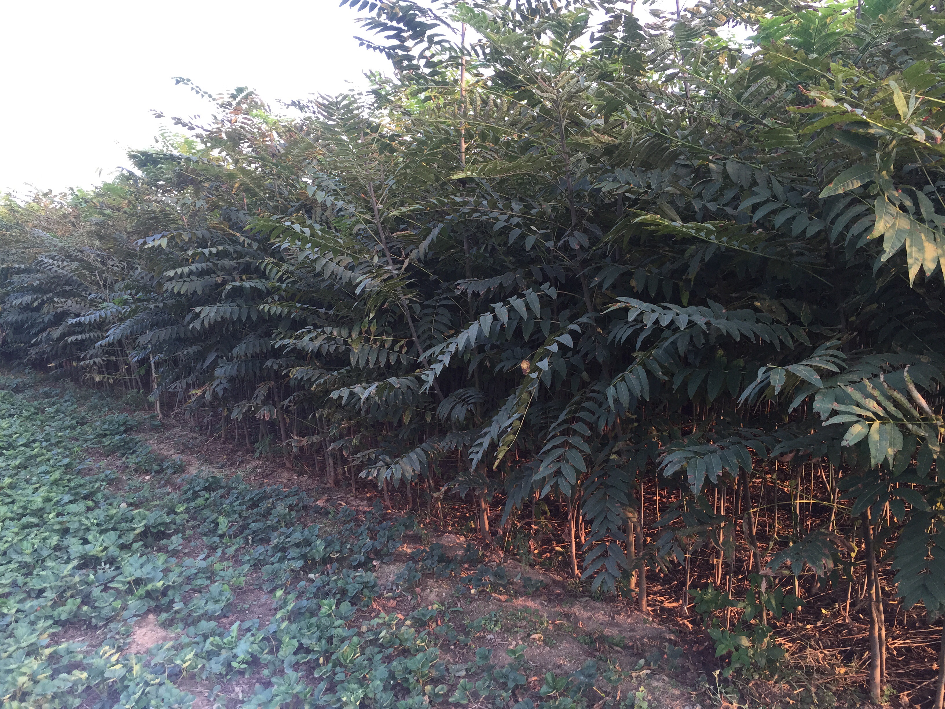 香椿品種圖片/香椿品種樣板圖 (3)