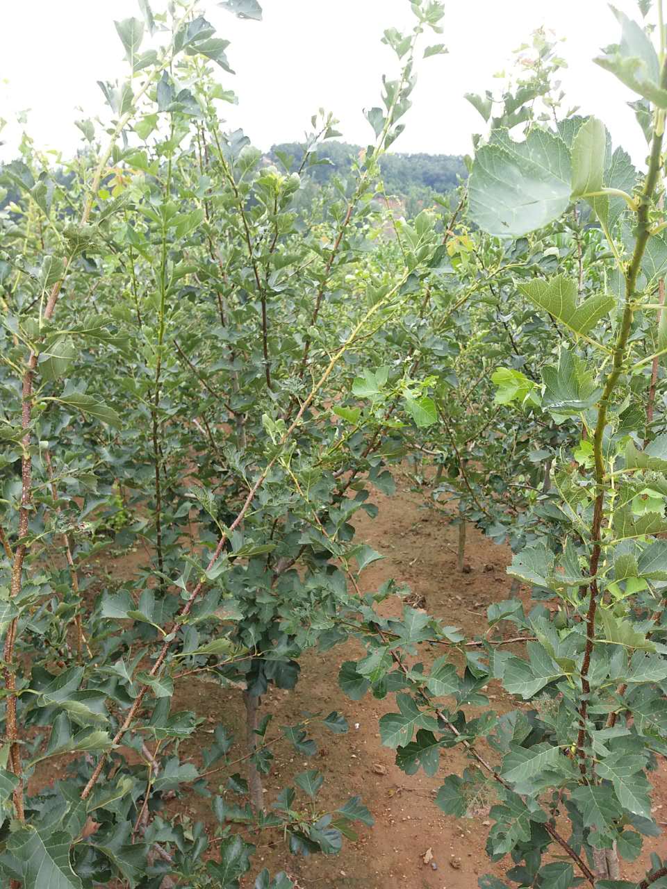 成活率高圖片/成活率高樣板圖 (4)