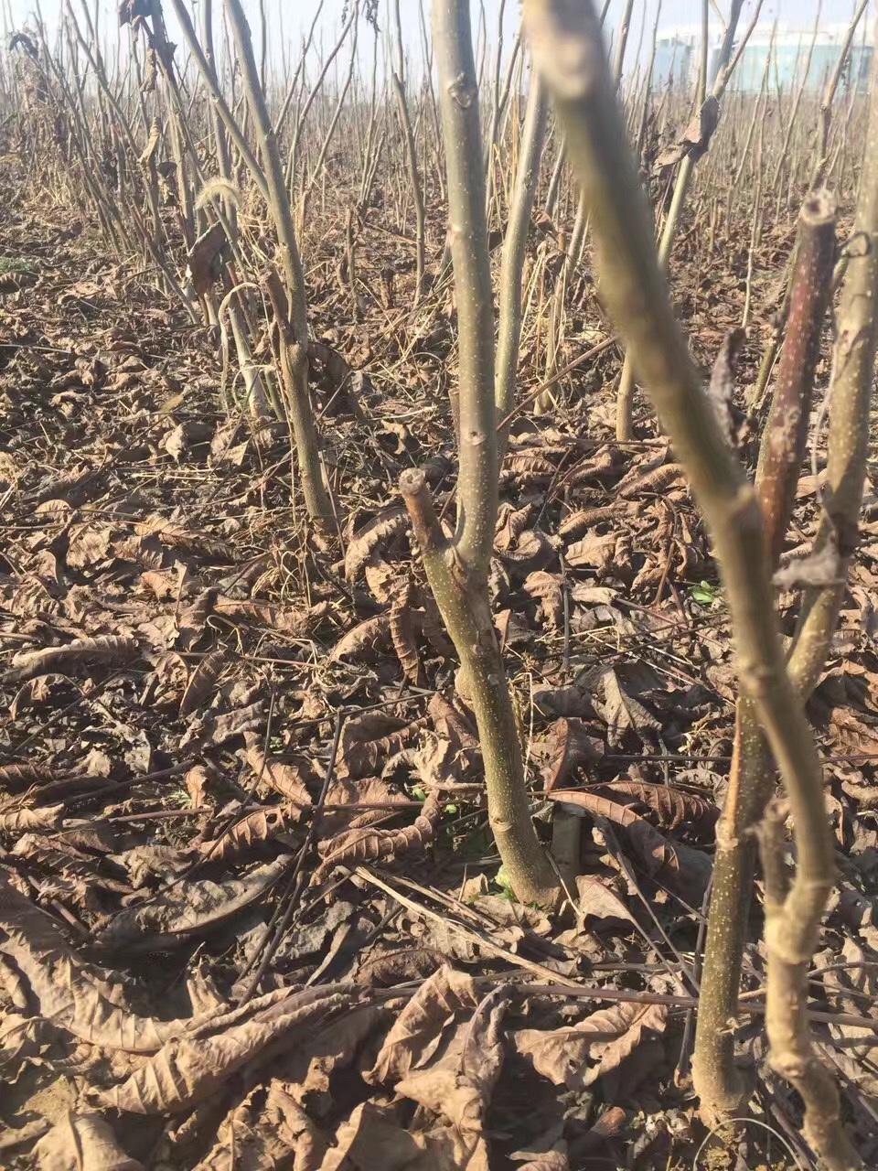 核桃苗怎么种植厂家