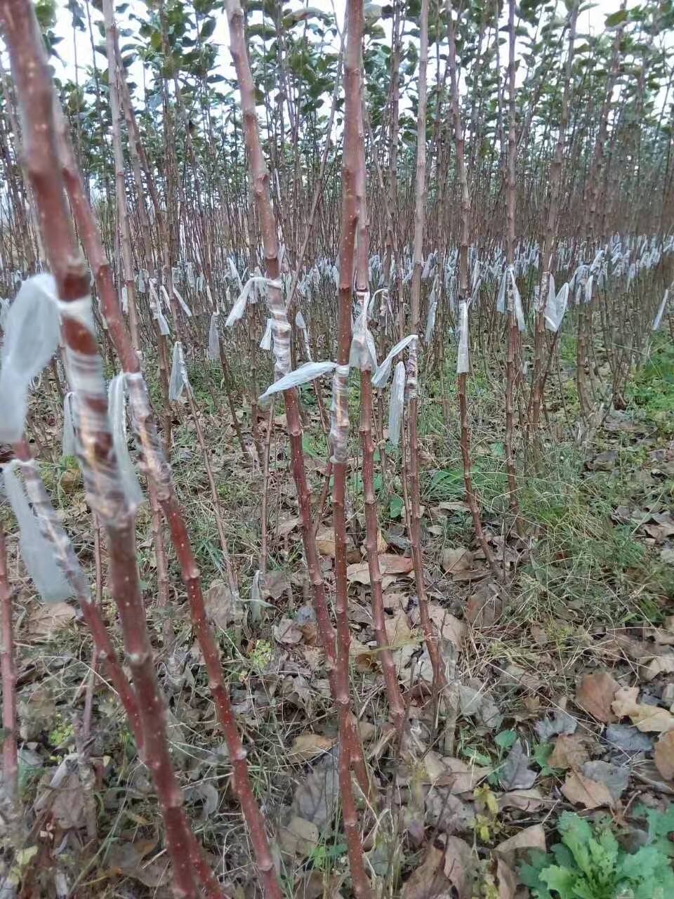 蘋果苗栽培技術圖片/蘋果苗栽培技術樣板圖 (2)
