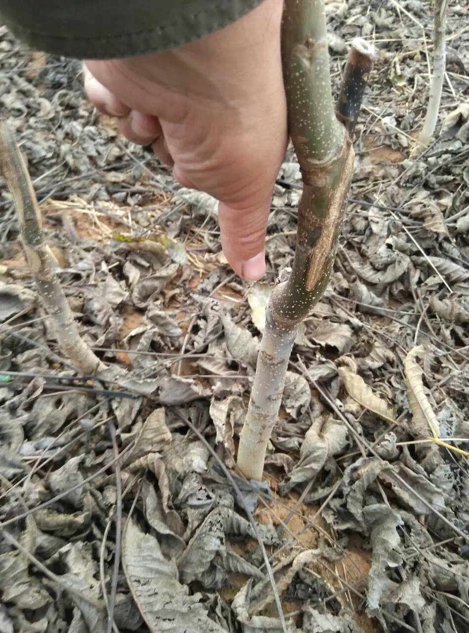 核桃苗怎么种植核桃苗怎么种植