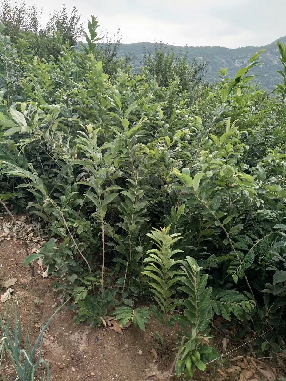 基地供應(yīng)板栗苗，品質(zhì)保證圖片