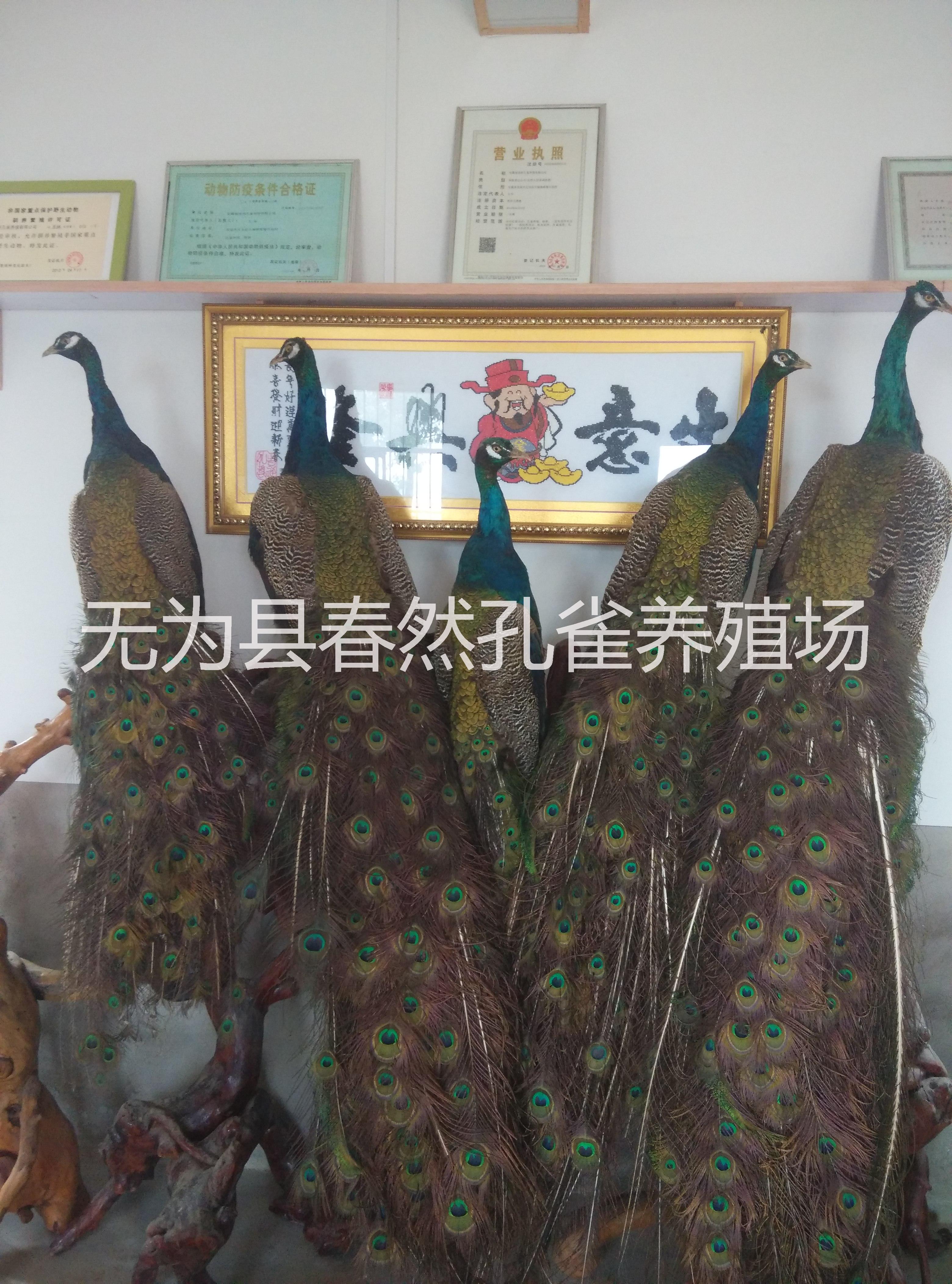 孔雀養(yǎng)殖場(chǎng)圖片/孔雀養(yǎng)殖場(chǎng)樣板圖 (3)